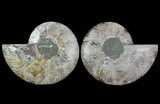 Cut & Polished Ammonite Fossil - Agatized #64938-1